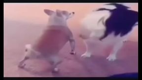 CACHORRO RABUDO GOSTOSO  REBOLANDO A BUNDA