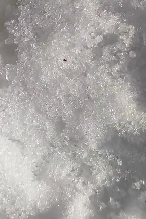 Close up Cum to the Snow and Showing Cum in the Snow