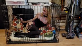 Crystal in the crate - woof!