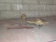 Plastic Bottle Crush & Trample. Flattened under my dirty size 11 boots 👣