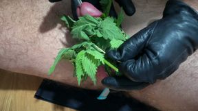 Cum with Nettles Inside Dick