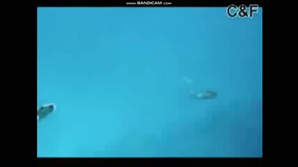 Real Mermaid found