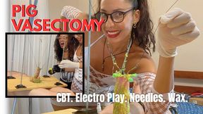 Pig vasectomy. CBT