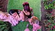 Four TOPLESS WHORES SUCKING my COCK while SMOKING CIGARETTES
