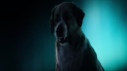 CallOfTheWild2020 480