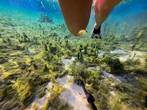 Carissa snorkeling and free diving in the public spring in a sheer rainbow swimsuit