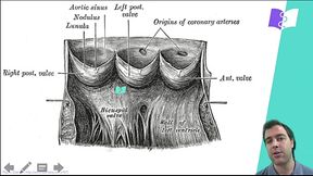 valvulas atriais vizinha