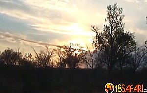 Safari-15-11-217-african-bucks-schwarze-fickstuten-vol2-1-edit-ass-
