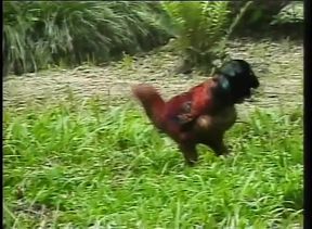 Old vintage porn: A boy is buggered by a cute shemale in a park