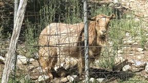 ”A specific challenge exhilarated Khala ...”