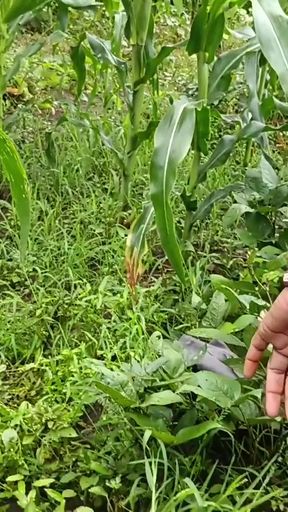 desi ladki ko jungle mein lagakar chudai ki Village girl Fucks Outside Desi Local Village Outdoor girl sex Indian&hellip;   Clip 1