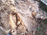 Dude takes a major leak in nature