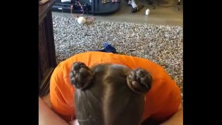 Intensywny występ oralny dziewczyny Velmy Cosplay