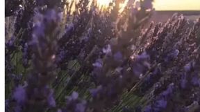 Walk through lavender field guided meditation