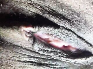 Closeup View of My Black Pink Vagina. (JOI/Cum Instruction)