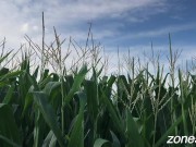 Corn Inspection