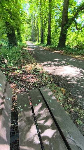 Solo masturbation on a bench in the woods