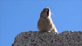 Gigi allens Dolce elektra Teen girl masturbating with a hair brush