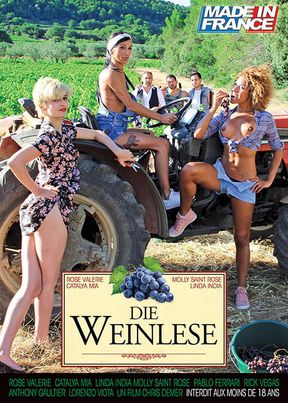 The grape harvest season