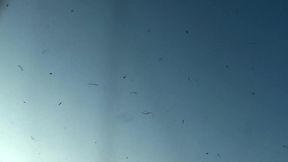 pillowgirls - the boat trip continues below deck but always with pussy licking