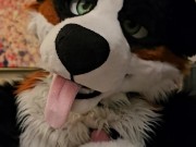 Horny murrsuiter AngryBarks licks and teases ManedStripes