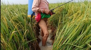 village nomita Spray on rice plants Bengali audio dirty