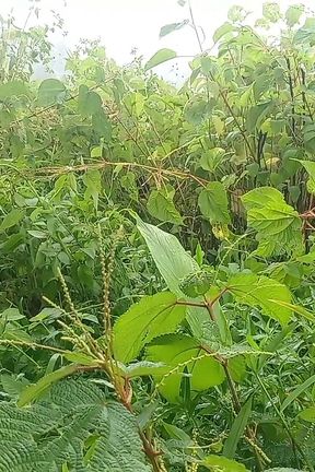 Nepali Jungle Vloge Sali Vena Sex Video