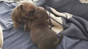 Puppies grow so faaast! :D