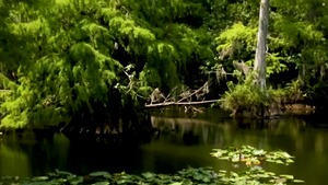 The Everglades - Vadim darksome & Luis Rubi American pound