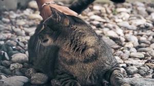 Jockstraps, Cats and Twink Fun: Oh My!