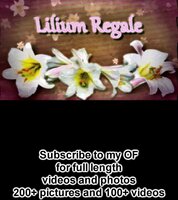 Lilium Regale's Hot Latina Ass Sits On Your Face