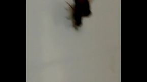 Mosc&atilde_o pega de jeito mosquinha ninfeta