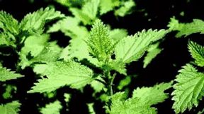 THE NETTLE-BATH