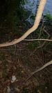 Releasing Some Sperm on the Hiking Trail