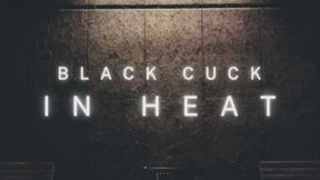 Black Cuck in Heat
