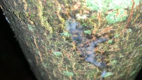 Cumshot on a Tree and Close up Look on My Fresh Load