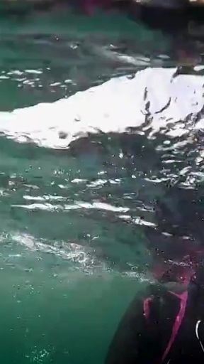 Diving in My Shiny Two-piece Wetsuit