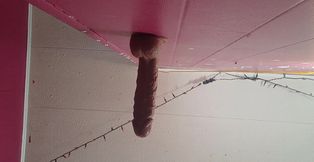 Trans girl bounces her booty on favorite toy