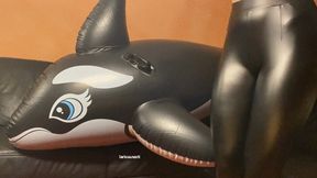 ripping orca on leather couch