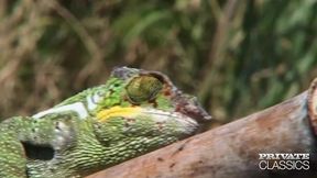 madagascar, backstage