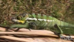 madagascar, backstage