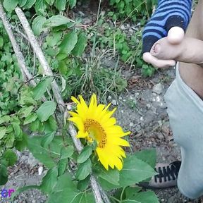 Outdoor guy pollinates a sunflower