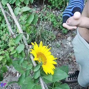 Outdoor guy pollinates a sunflower