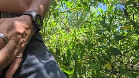 Woods in the mangroves