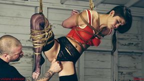 suspended and sexed in the shed