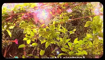 Anastasia L'Amour's Outdoor Seduction popular videos