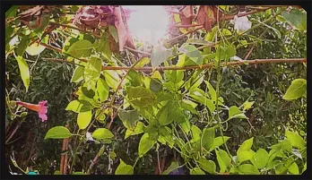 Anastasia L'Amour's Outdoor Seduction