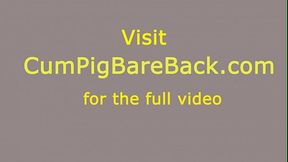 Big black bear mounts bears butt and rides