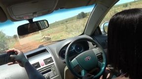 Rugged stud bangs sweaty &mdash;  buckling safari babe on a dusty backseat thrill ride