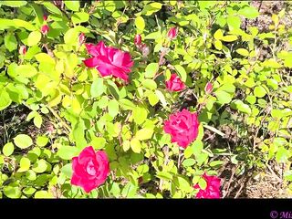 Take a Walk with Vivian Cox in her Rose Garden and See a Surprise - Vivian_Cox